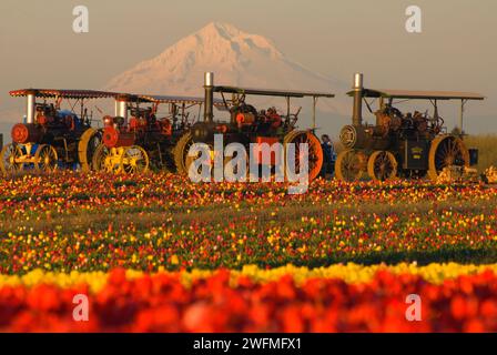 Antique tractor with Mt Hood over tulip field, Wooden Shoe Bulb Co., Clackamas County, Oregon Stock Photo