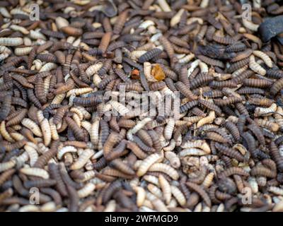 Close up of Black soldier fly (BSF) larvae or maggot, Hermetia Illucens  insect farms for fish and poultry feed. Stock Photo