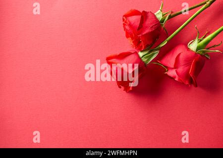close up of three red roses buds on red background, top view Stock Photo
