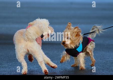 Two dogs play together while their owners were engaged in deep conversation during their morning walk across the Hoe Promenade, Plymouth, Devon. Stock Photo