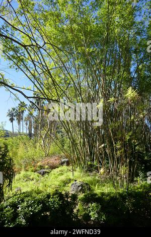 Los Angeles, California, USA 29th January 2024 LA Zoo on January 29, 2024 in Los Angeles, California, USA. Photo by Barry King/Alamy Stock Photo Stock Photo