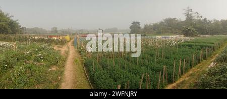 Vast field of budding Chrysanthemums,Chandramallika and various other flowers. Winter morning at Valley of flowers at Khirai, West Bengal, India. Stock Photo