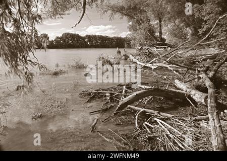 Alluvial forest on the waterfront of Danube in National park Donau-Auen in Austria. Stock Photo