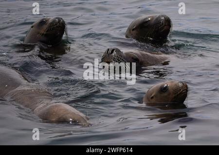 Guanaqueros, Coquimbo, Chile. 31st Jan, 2024. Sea lions are seen on the beach of Guanaqueros, Chile. (Credit Image: © Matias Basualdo/ZUMA Press Wire) EDITORIAL USAGE ONLY! Not for Commercial USAGE! Stock Photo