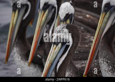 Guanaqueros, Coquimbo, Chile. 31st Jan, 2024. Pelicans are seen on the beach of Guanaqueros, Chile. (Credit Image: © Matias Basualdo/ZUMA Press Wire) EDITORIAL USAGE ONLY! Not for Commercial USAGE! Stock Photo