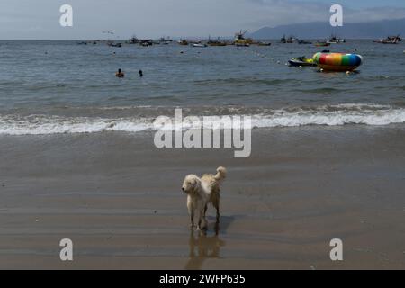 Guanaqueros, Coquimbo, Chile. 31st Jan, 2024. A dog comes out of the water on the beach of Guanaqueros, Chile, during a heat wave affecting six regions of the country. (Credit Image: © Matias Basualdo/ZUMA Press Wire) EDITORIAL USAGE ONLY! Not for Commercial USAGE! Stock Photo