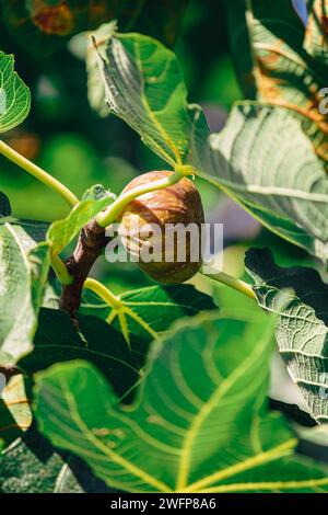 ripe fig with raindrops on a tree in Croatia Stock Photo