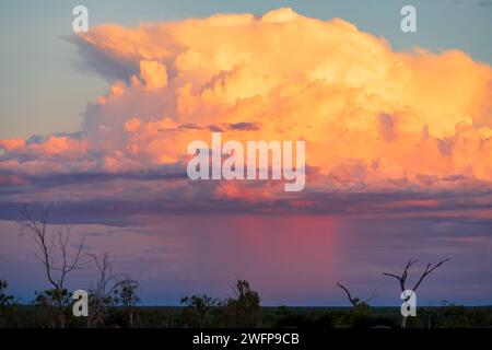 Distant view of rain falling from a large storm cloud coloured gold by late afternoon sun over Lightning Ridge in Out back New South Wales, Australia. Stock Photo