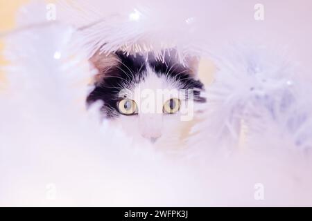 Cat among blurred white branches portrait close up Stock Photo