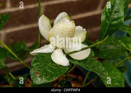 Gardenia jasminoides, Cape Jasmine Stock Photo