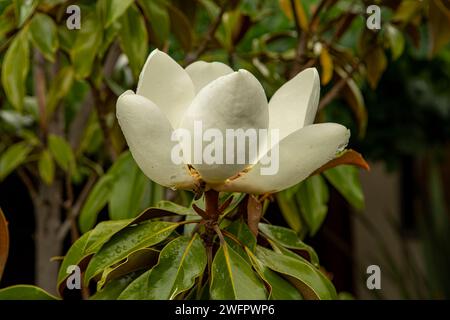Magnolia grandiflora Teddy Bear Stock Photo