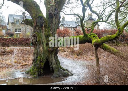 The Birnam Oak is an example of Sessile oak (Quercus petraea) at Birnam, Perth and Kinross, Scotland Stock Photo