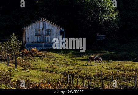 Trees, huts and a grazing cow around Borçka Karagöl in autumn. Suitable for nature and holiday studies. Stock Photo