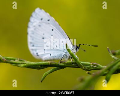 White butterfly on an olive green blurred background. It is suitable for studies on nature and butterflies. Stock Photo