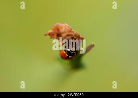 A ladybug on the grass. Ladybug photo created with shallow depth of field. Stock Photo