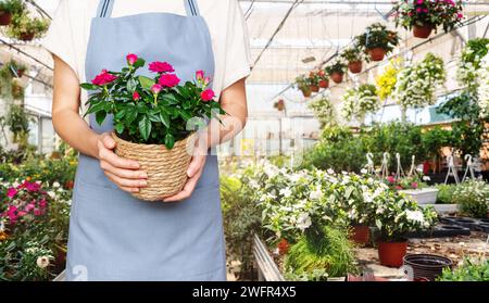 Female worker of plant nursery stands inside of industrial greenhouse and holding potted flowers in her hands. Stock Photo
