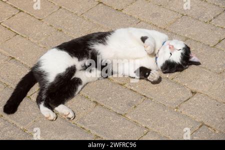 A sweet and beautiful black and white kitten, on the asphalt of a street sleeping with its paws in the air. Stock Photo