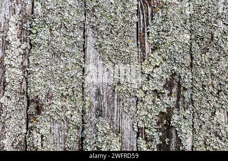Creative background from old wooden planks covered with lichen Stock Photo