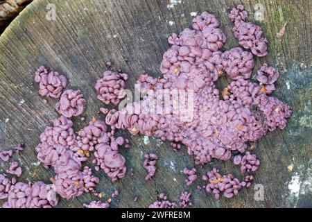 Fleischroter Gallertbecher, auf Totholz, Ascocoryne sarcoides, Ombrophila sarcoides, Coryne sarcoides, Coryne dubia, jelly drops, purple jellydisc, co Stock Photo