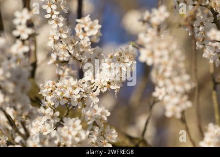 Kirschpflaume, Kirsch-Pflaume, Myrobalane, Türkenkirsche, Wildpflaume, Wildobst, Blüten, blühend, Blüte, Obst, Prunus cerasifera, Prunus cerasifera su Stock Photo