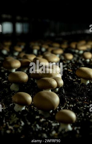 Portobello mushrooms (Agaricus brunnescens) are a delicious variety of cultivated mushroom, they are from the same family as the white mushroom (Agari Stock Photo