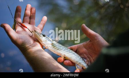 Sports Fisherman's Hands Holding A Fish Caught On The Fishing Hook 