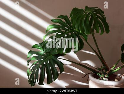 Monstera plant in a white pot is lit by light from a window with shaded blinds. Stock Photo