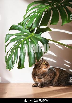 Domestic cat lying under monstera leaves on white concrete wall background with shadows from monstera plant. Minimalism. Stock Photo