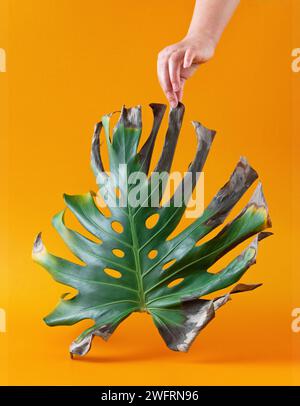 Dried monstera leaf in womans hand on orange background. Creative stylish composition. Stock Photo