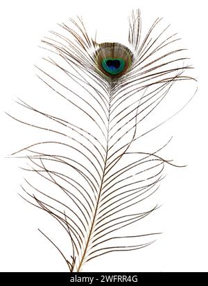 Close up of a single peacock tail feather. Isolated on a white background. Stock Photo