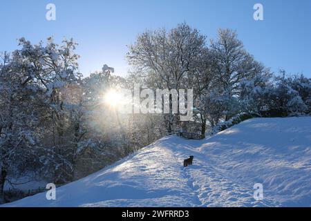 Border terrier trudging through deep snow on a winters walk in the North Yorkshire sunshine, enjoying the snow clad tree branches. Stock Photo