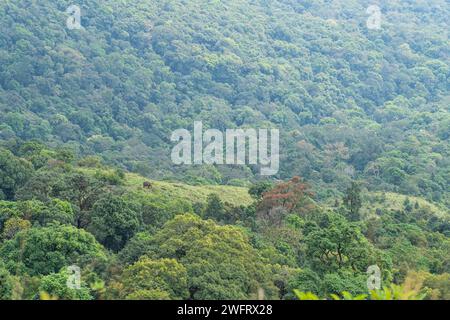 The Brahmagiri Hills are located in the Wayanad District of Kerala and in the Koduk District of Karnataka. Stock Photo