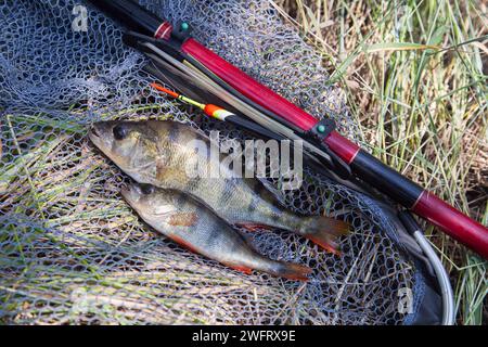 Catching fish. Several fish of Common perch or European perch known as ...