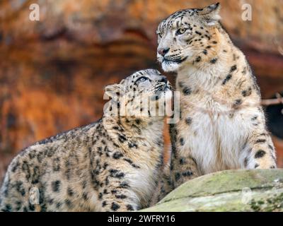One of the cub together with his dad Mekong. Nice to see that they are still good friend! Stock Photo