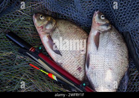 Catching fish - two big freshwater common bream known as bronze bream or carp bream (Abramis brama) with float rod on black fishing net. Stock Photo