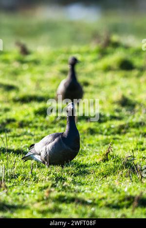 Brent Goose, Branta bernicla, feeding birds on Marshes at winter time Stock Photo