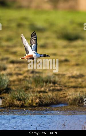 Northern Shoveler, Spatula clypeata, male in flight over marshes Stock Photo