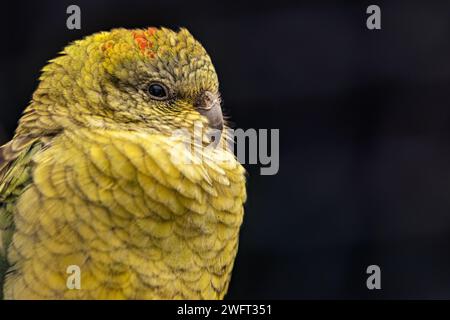 A closeup shot of an austral parakeet against a dark backdrop Stock Photo