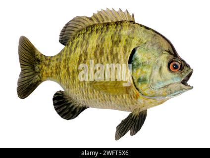 3D rendering of a bluegill sunfish or Lepomis macrochirus fish isolated on white background Stock Photo