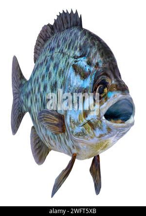 3D rendering of a bluegill fish or Lepomis macrochirus isolated on white background Stock Photo