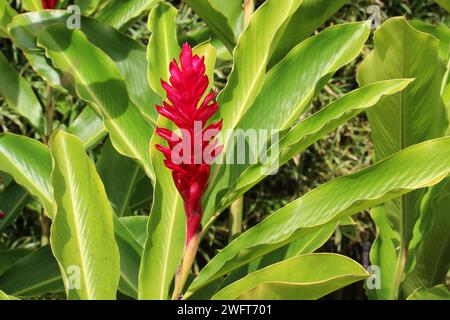 Red ginger flower (Alpinia purpurata) surrounded by bright green leaves Stock Photo