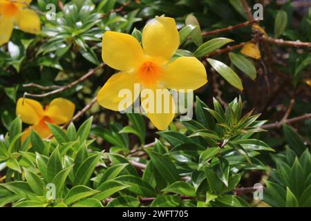 Yellow flowering plant called Allamanda (Allamanda cathartica) native to the Americas Stock Photo