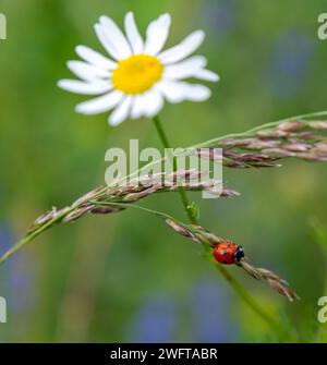 seven spot ladybird on the grass, Coccinella septempunctata, Leucanthemum, daisy flower Stock Photo
