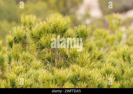 Pine tops sprouting with cloudy daylight in the Sierra de Mariola natural park, Alcoi, Spain Stock Photo