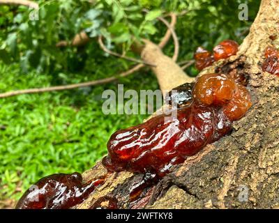 Close-up of the resin on the garden tree limb. Close-up of the garden's branch tree covered in resin. Stock Photo