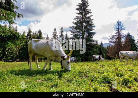 Hungarian Grey Cattle on a meadow Stock Photo