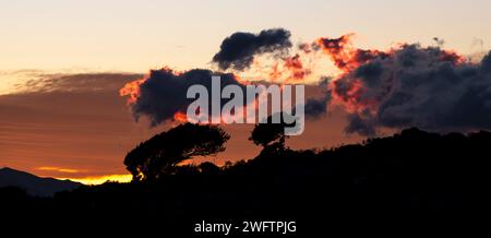 Bent trees silhouetted against dawn sky, southern Crete, Greece Stock Photo