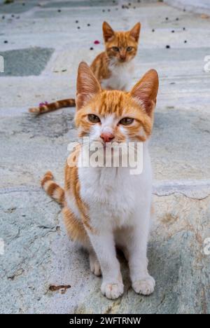 Ginger and white street cats seeking attention in Crete, Greece Stock Photo