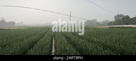 Khirai, West Bengal,India - 23.01.23 : panoramic view of farmer nurturing budding Chrysanthemums, Chandramalika, Chandramallika, mums , chrysanths. Stock Photo