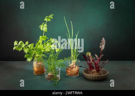 Growing from organic waste, sprouting carrots and beets at home, onions and celery and garlic, healthy and tasty vegetable haulm on the greens backgro Stock Photo